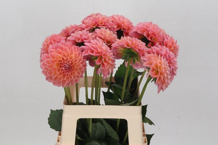 <h4>Dahlia BA 'Lindas Baby'</h4>