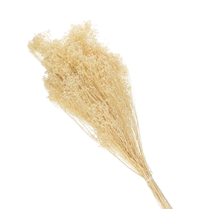 Dried flowers Broom 60cm