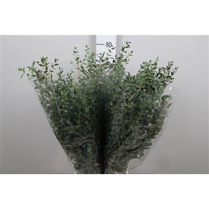 Euc Parvifolia Extra 200gr