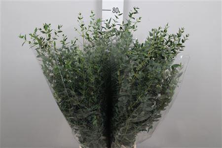 <h4>Euc Parvifolia Extra</h4>