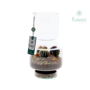 Green Bottle Lotte Medium met Cactussen arrangement