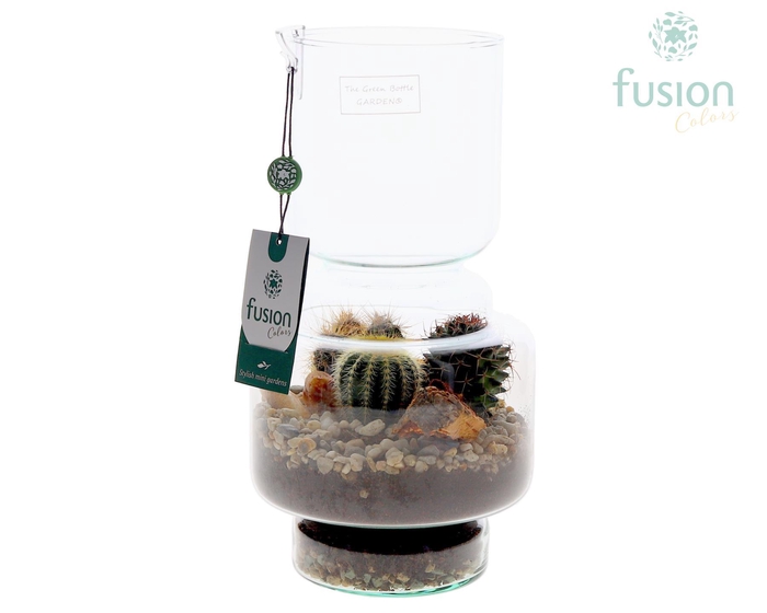 <h4>Green Bottle Lotte Medium met Cactussen arrangement</h4>