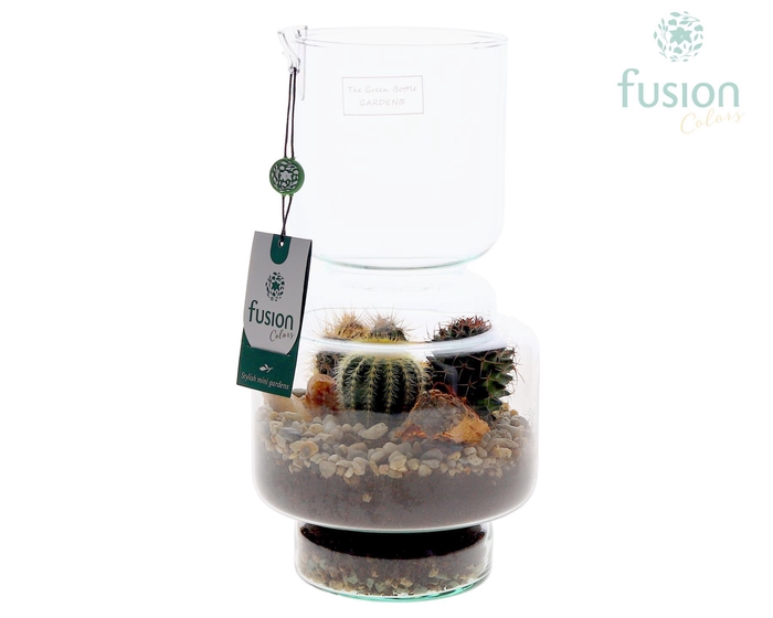 <h4>Green Bottle Lotte Medium met Cactussen arrangement</h4>