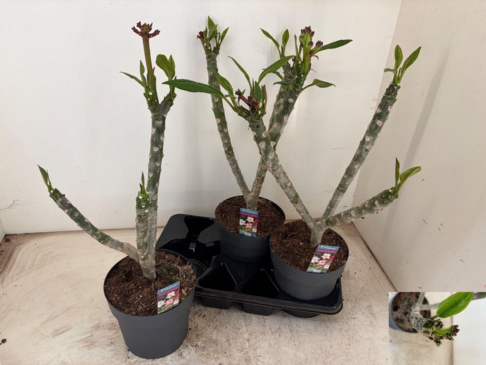 <h4>PLUMERIA HAW GEM</h4>