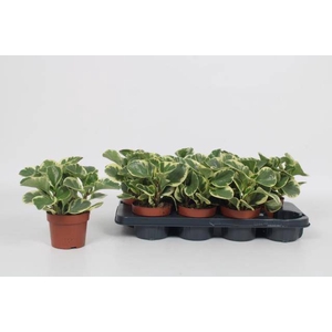 Peperomia obtusifolia 12Ø 20cm