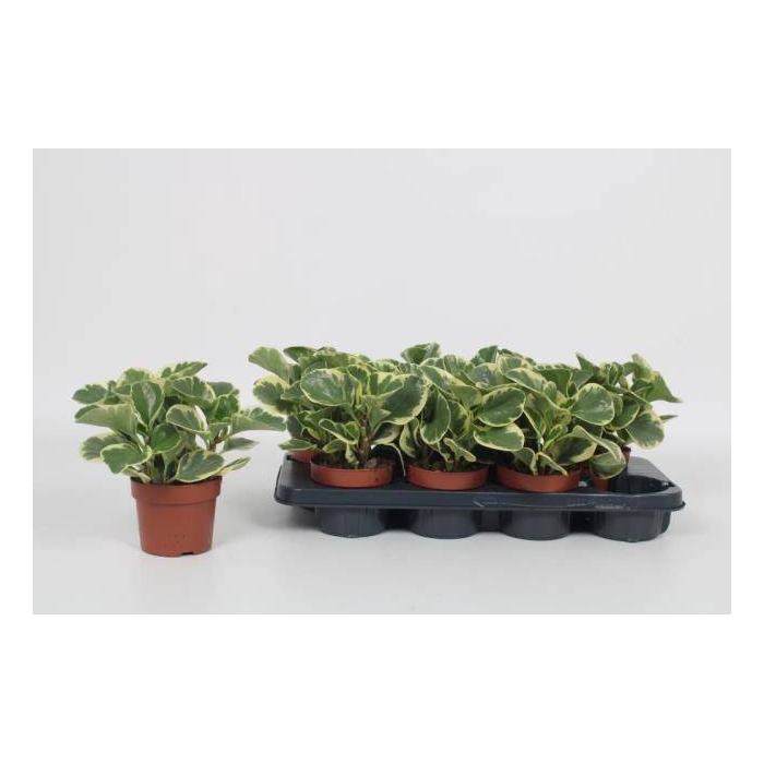 <h4>Peperomia obtusifolia 12Ø 20cm</h4>