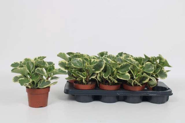 Peperomia obtusifolia 12Ø 20cm