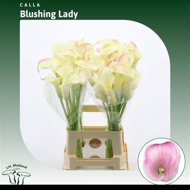 <h4>ZANT BLUSHING LADY</h4>