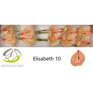 ANTH A ELIZABETH IMP 10