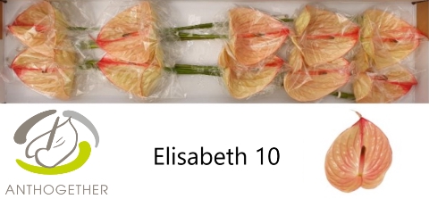 <h4>ANTH A ELIZABETH IMP 10</h4>