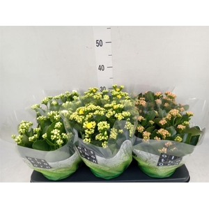 Kalanchoe blos.   ..rosebud mix  3