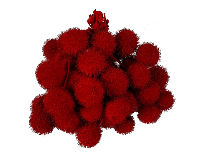 Small ball per bunch in poly Red