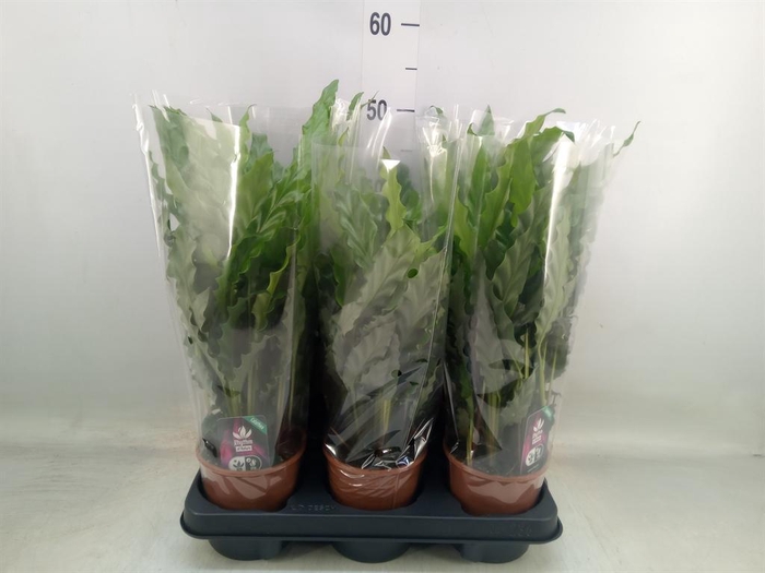 <h4>Calathea rufibarba 'Blue Grass'</h4>