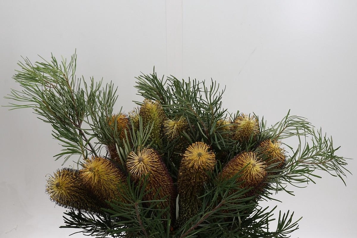 <h4>Banksia Spinulosa</h4>