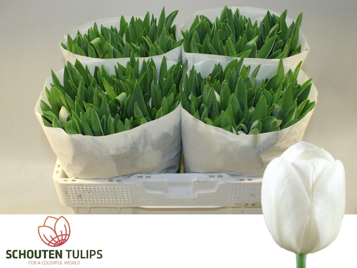 <h4>TU EN ROYAL VIRGIN</h4>