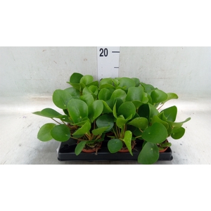 Pilea peperomoides