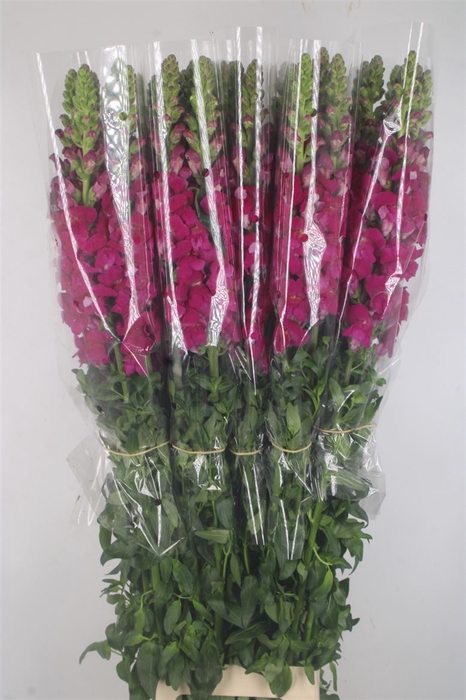 <h4>Antirrhinum Fr. Purple Ex</h4>