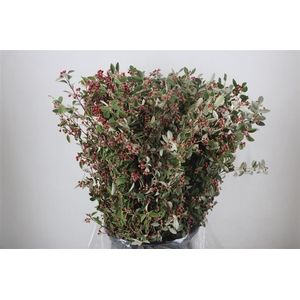 Cotoniaster Berry Extra P Bunch