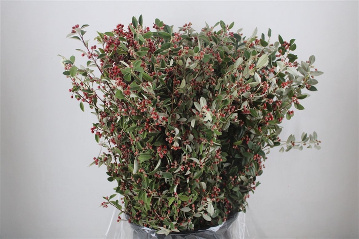 <h4>Cotoniaster Berry Extra P Bunch</h4>