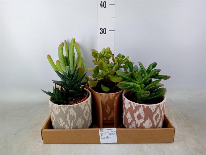 <h4>Succulents   ...</h4>