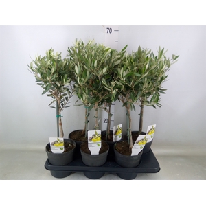 Olea europaea