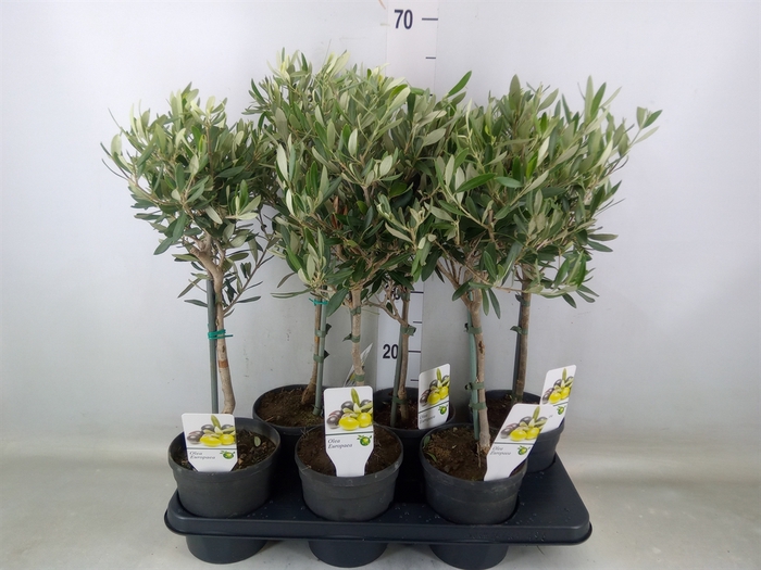 <h4>Olea europaea</h4>
