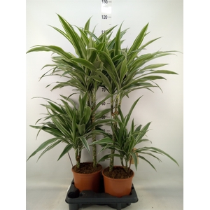 Dracaena fr de 'White Stripe'