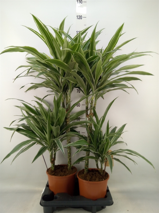 <h4>Dracaena fr de 'White Stripe'</h4>