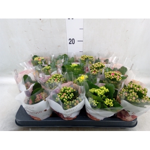 Kalanchoe blos. 'RoyalDon'   ..mix