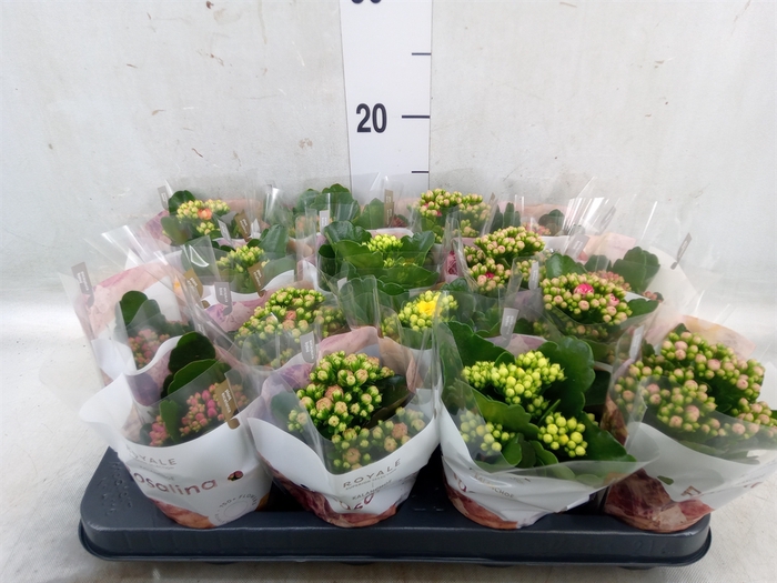 <h4>Kalanchoe blos. 'RoyalDon'   ..mix</h4>