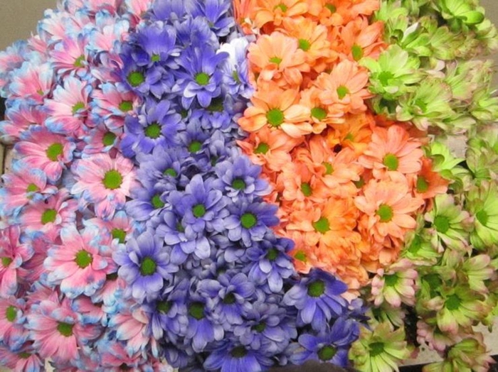 <h4>Chr T Bacardi Mix 2 Kleurig</h4>