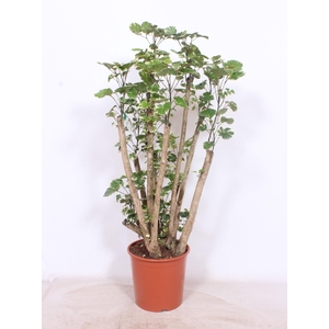 Polyscias balfouriana