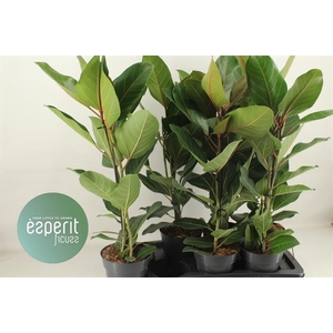 Ficus benghalensis Joy 17Ø 90cm 2pp