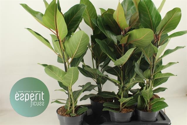 Ficus benghalensis Joy 17Ø 90cm 2pp