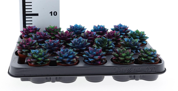 <h4>Echeveria purpusorum</h4>