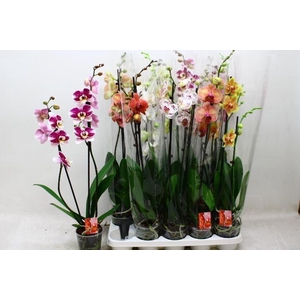 PHAL GEM 7 KL
