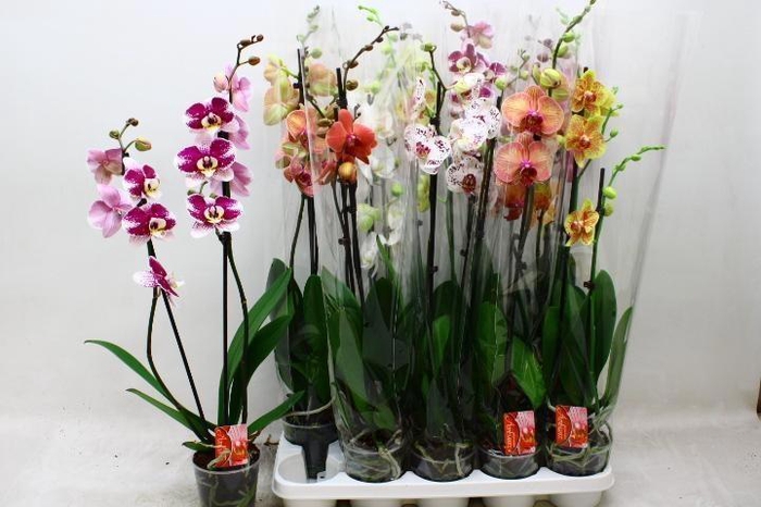 <h4>PHAL GEM 7 KL</h4>
