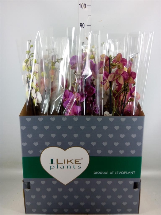 <h4>Phalaenopsis   ...mix</h4>