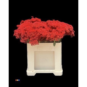 Sedum Red