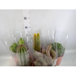 Cactus   ...mix