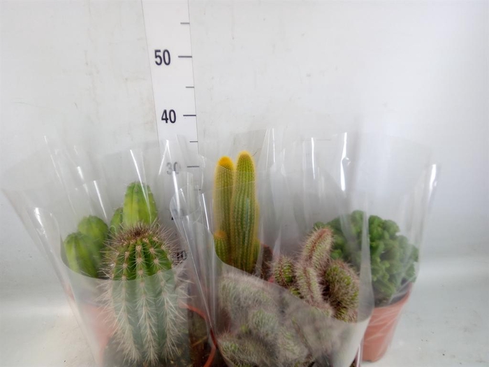 <h4>Cactus   ...mix</h4>