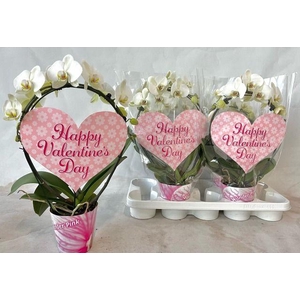 PHAL MIRROR WHITE VALENTINE 2 TAK