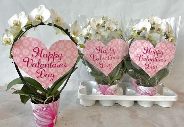 <h4>PHAL MIRROR WHITE VALENTINE 2 TAK</h4>