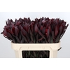 Leucadendron Saf Sunset Dark R.