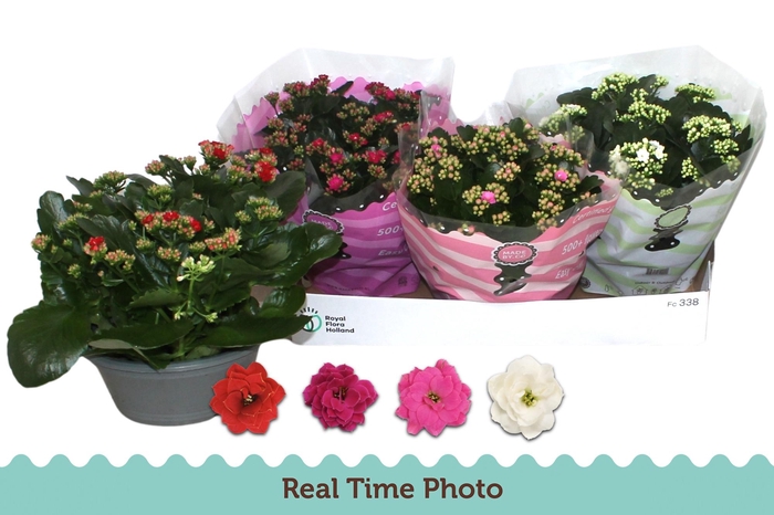 <h4>KAL GE GEM 4 KL</h4>