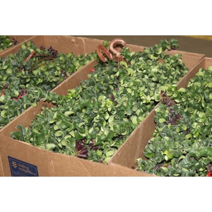 AESCHYNANTHUS RASTA C21