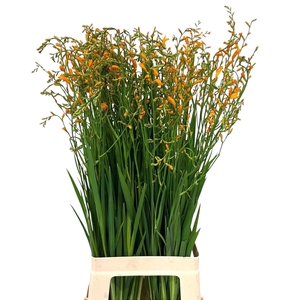 CROCOS GEORG DAVISON