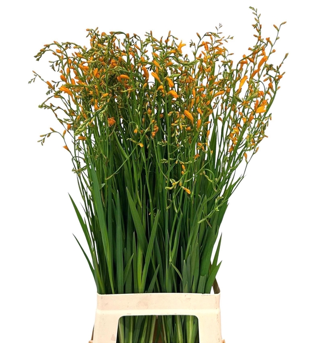 <h4>CROCOS GEORG DAVISON</h4>