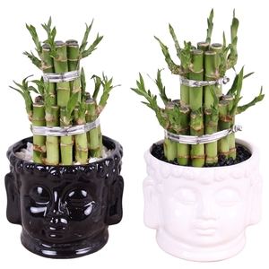 Lucky Bamboo Round 2Big in ø11cm Buddha head pot Black/White