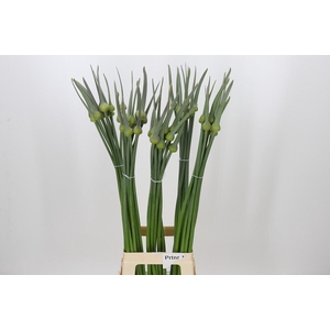 Allium Cepa Judith